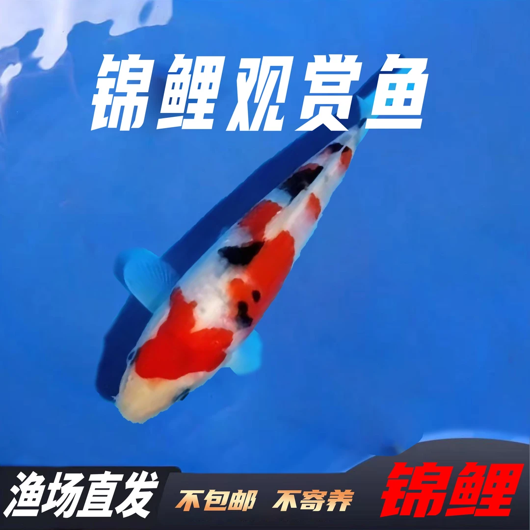 精品锦鲤红白大正昭和唐王锦鲤养鱼锦鲤