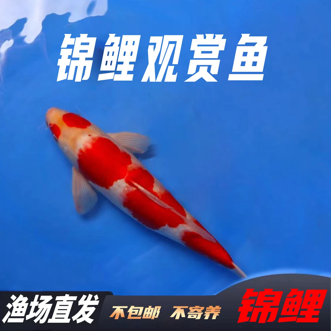 精品锦鲤红白大正昭和唐王锦鲤养鱼锦鲤