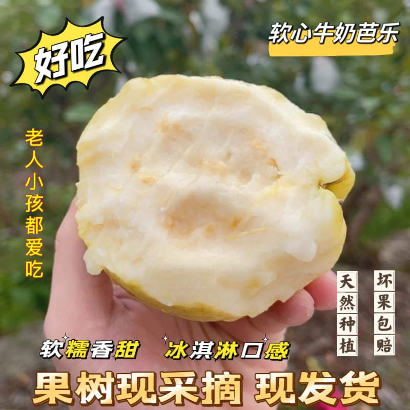 福建白心奶油芭乐当季新鲜水果软糯番石榴应季树上现采摘产地直发