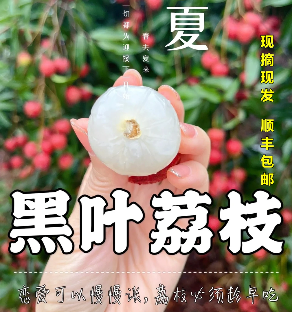 纯甜黑叶荔枝新鲜现摘现发应季时令水果老树乌叶荔枝顺丰整箱包邮