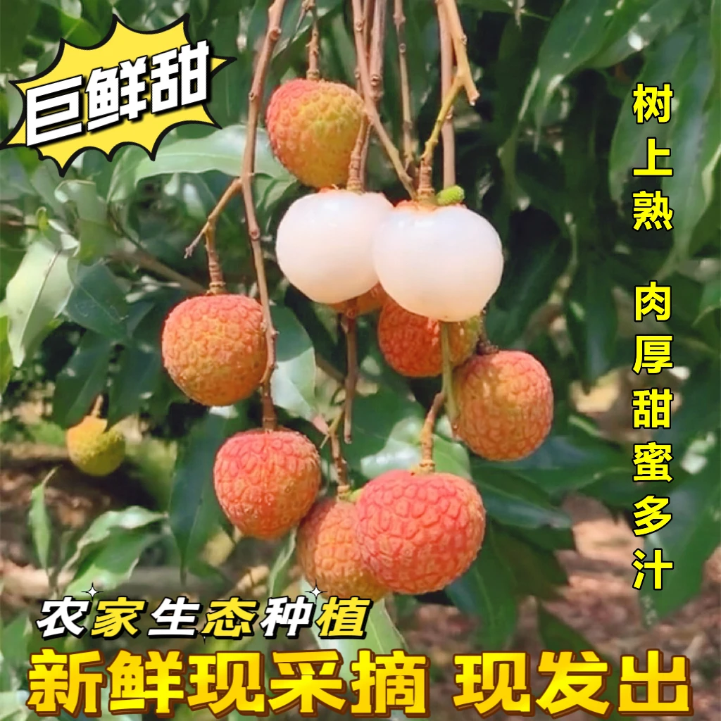 【生态种植】新鲜现采摘黑叶荔枝严选高档果冷链保鲜运输顺丰包邮