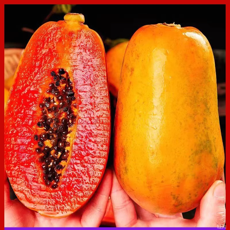 树上新鲜雷州以冰牛奶老幼细腻木瓜多汁糯香甜皆熟木瓜糖心软红心