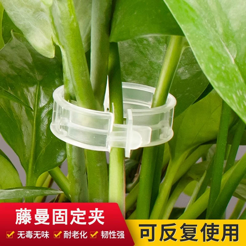 扶蔓绿植植物固定卡扣葡萄藤葡萄爬墙固定器秧苗大棚果藤曼固定夹
