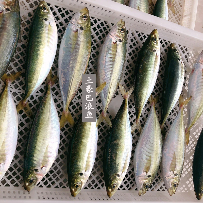 东山岛特产生态养殖美味土豪巴浪鱼鲜活营养竹荚鱼池鱼顺丰包邮