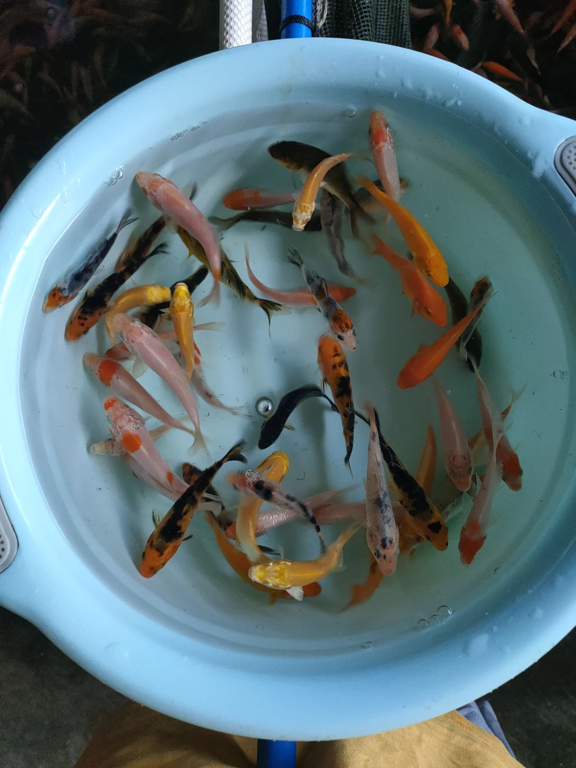 血统锦鲤观赏鱼5-6公分左右随机90条送饲料