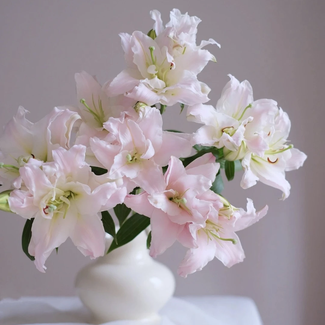 女神粉黛重瓣百合有香味稀有品水培鲜花