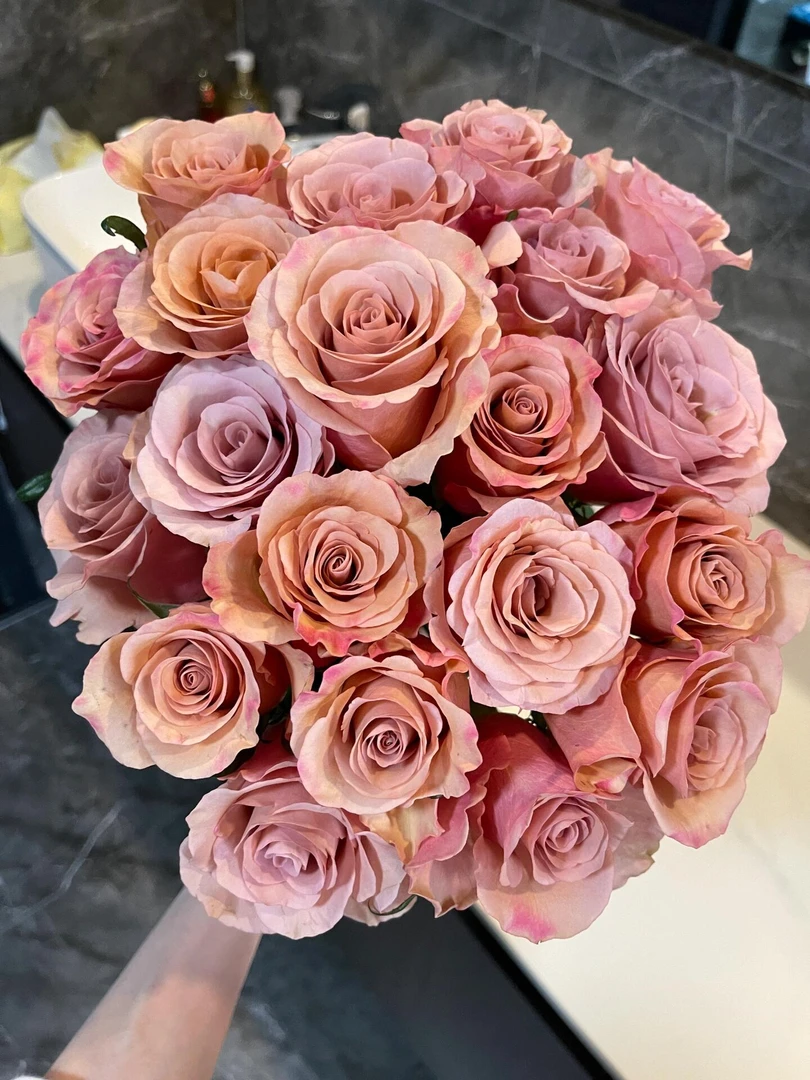 莫泊单头玫瑰-易开易炸花期短浅香季节不同颜色不同