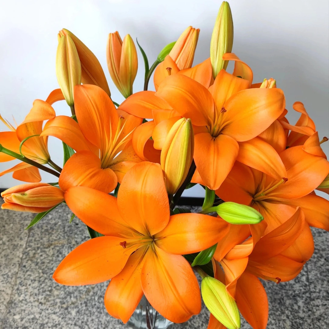橙色梦想亚洲百合无香味小花苞鲜花
