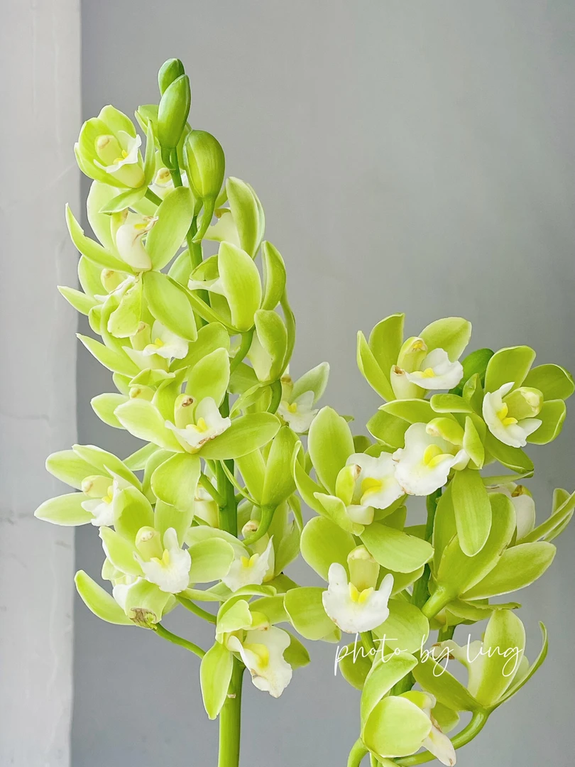 小家碧玉惠兰绿色鲜花水培