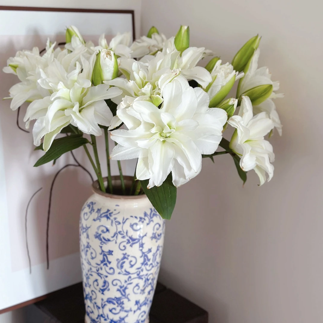 浪漫之星重瓣百合水培鲜花有香味