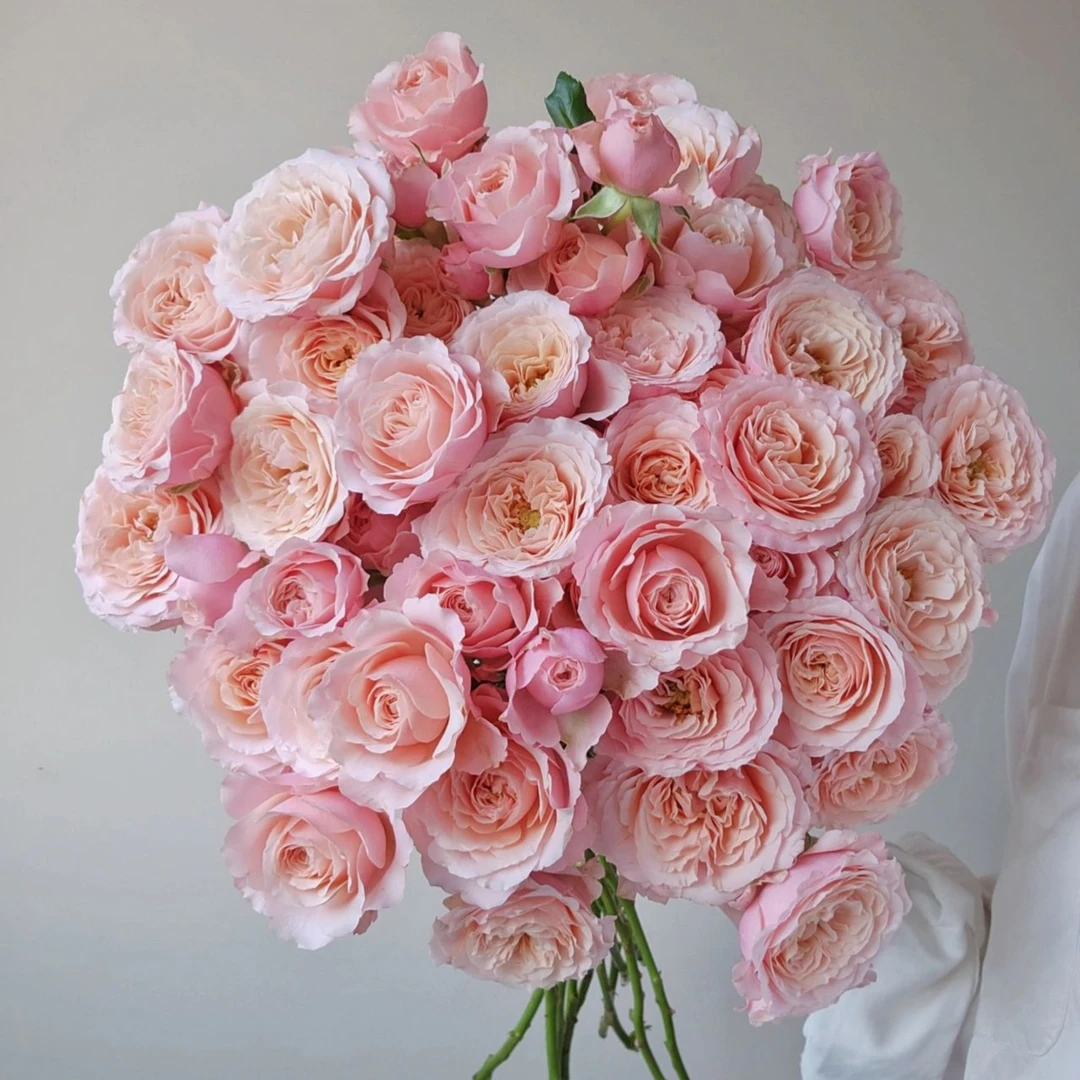 多头丽丽卡玫瑰奥斯丁花型渐变粉