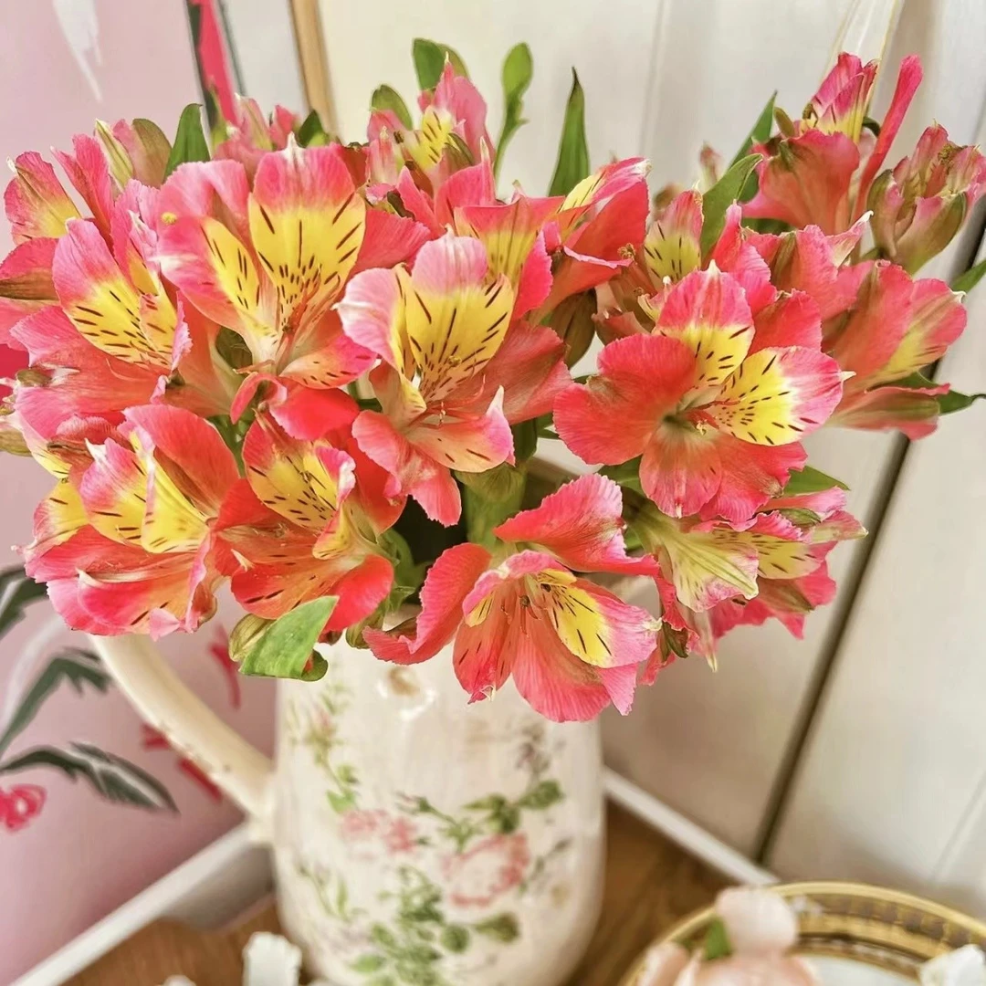 红蝴蝶六出花水仙百合-收到会掉叶正常叶子全部摘掉