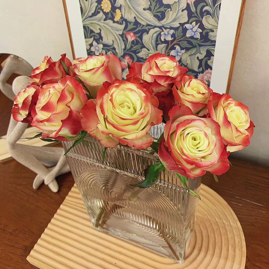 华尔琪单头玫瑰双色渐变鲜花