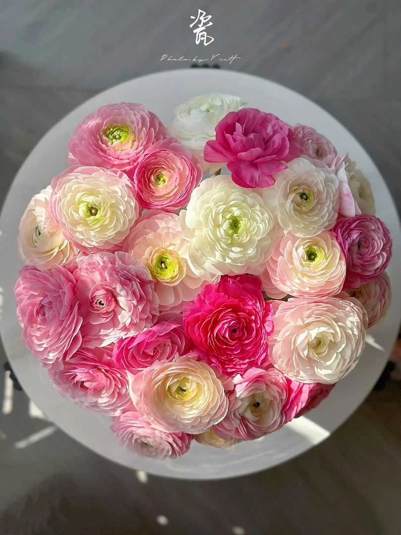 瓷-洋牡丹稀有品种水培鲜花小花苞