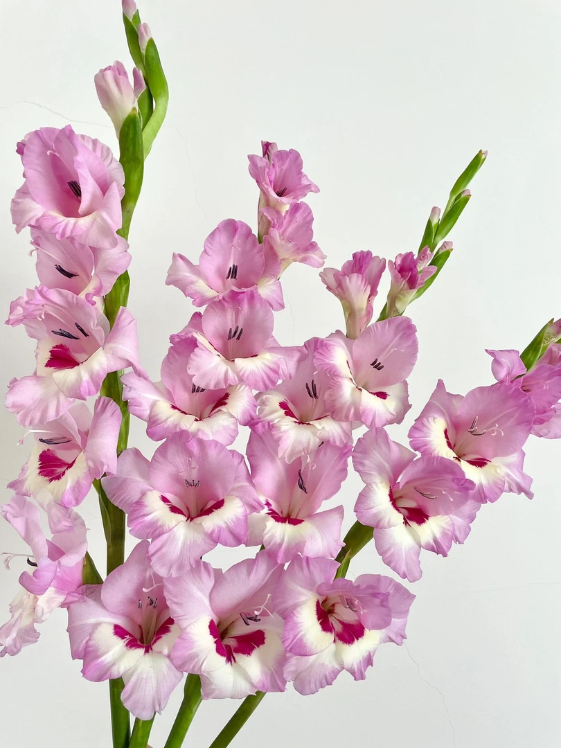 一帘幽梦剑兰鲜花超高品质节节高升寓意好