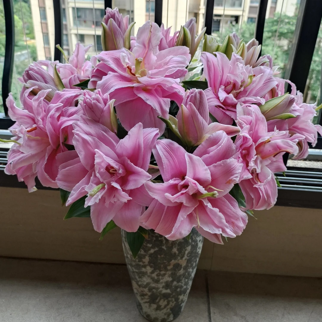 尤尼格重瓣百合有香味水培鲜花