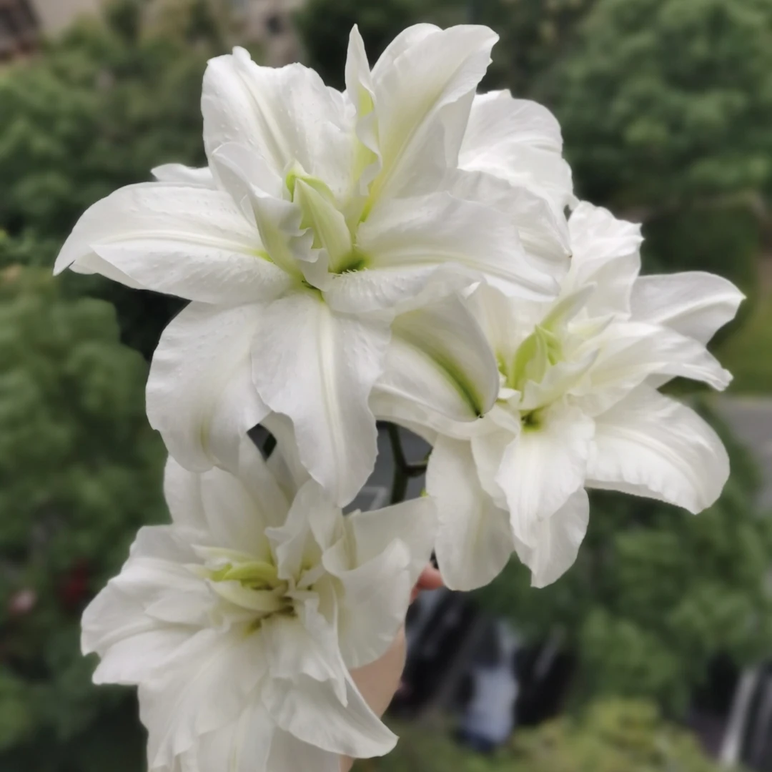 霞多丽重瓣百合白色系有香味水培鲜花