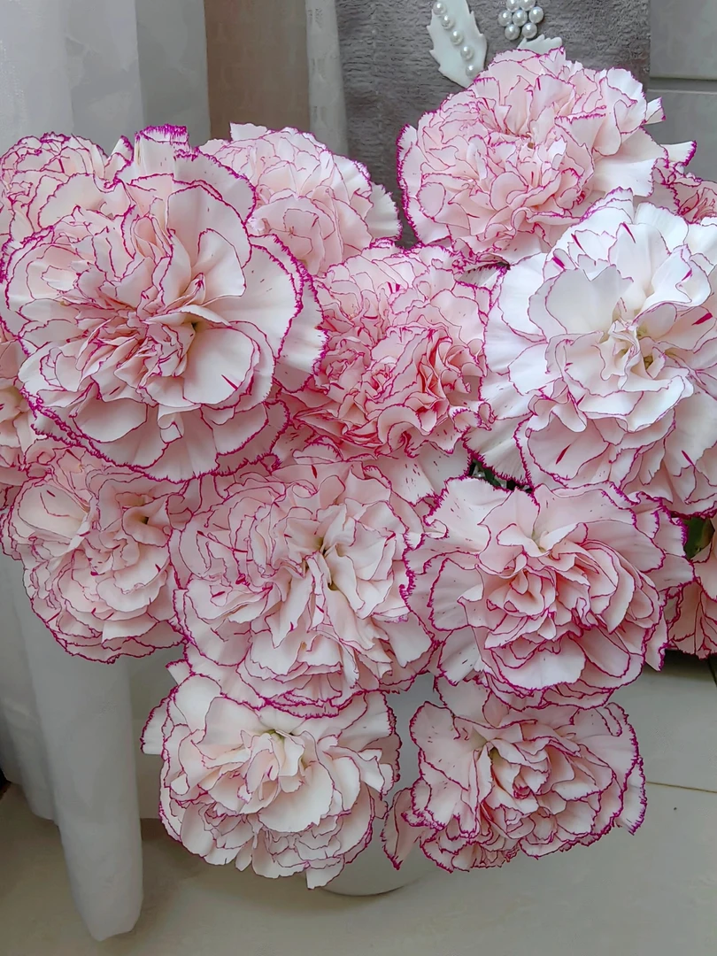 棒棒糖康乃馨单头重瓣水培鲜花稀有