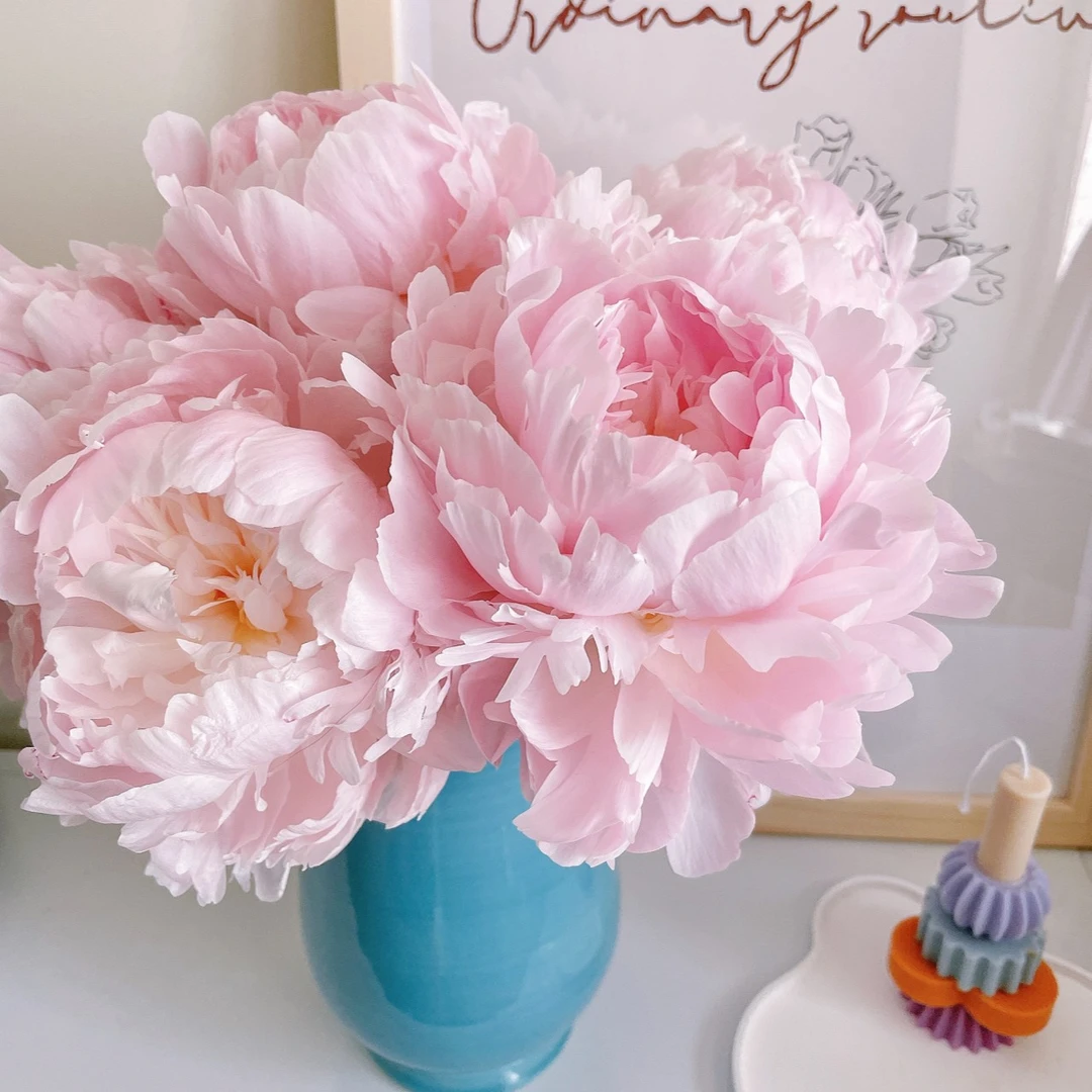 枕边语芍药-不醒花阴凉处养护怕热怕风发货根部不包水