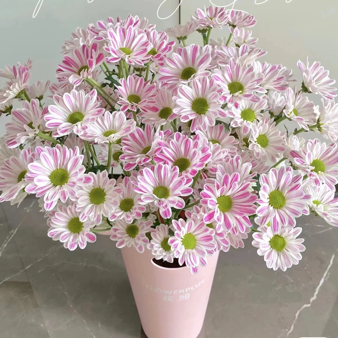 斑纹小菊夏日耐养小菊花水养花期长鲜花