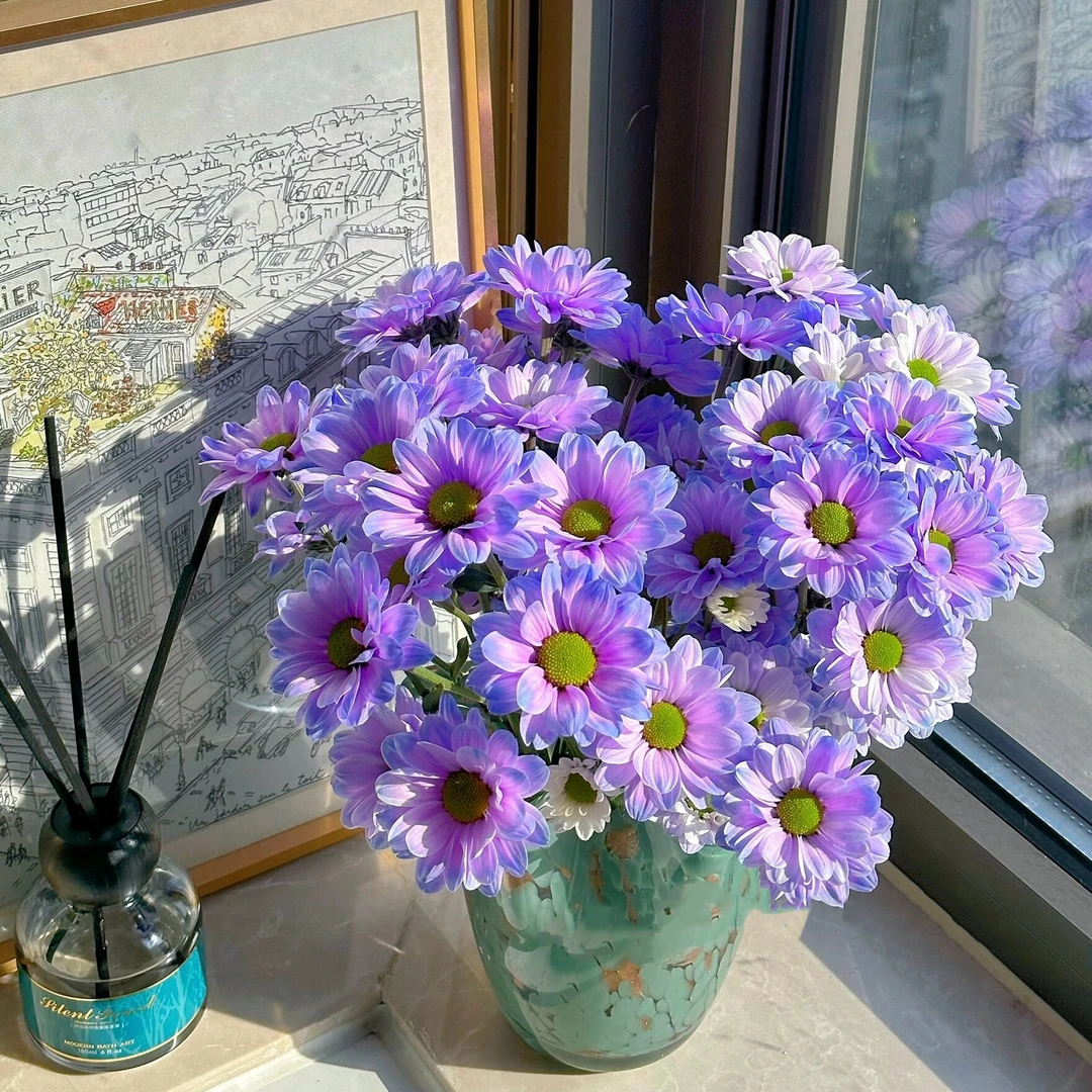极光小菊吸色小菊耐养鲜花水养