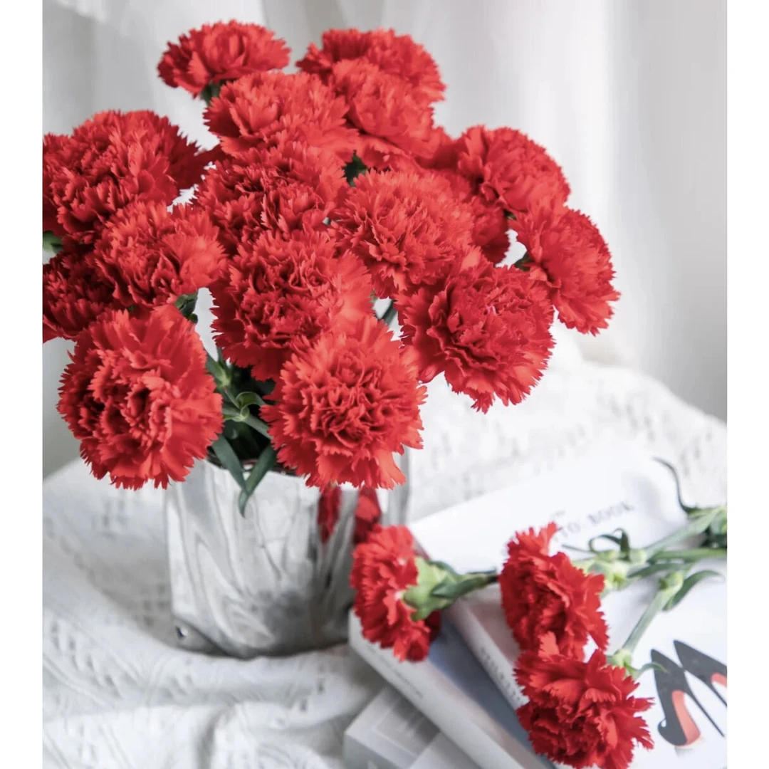中国红康乃馨单头重瓣水培鲜花