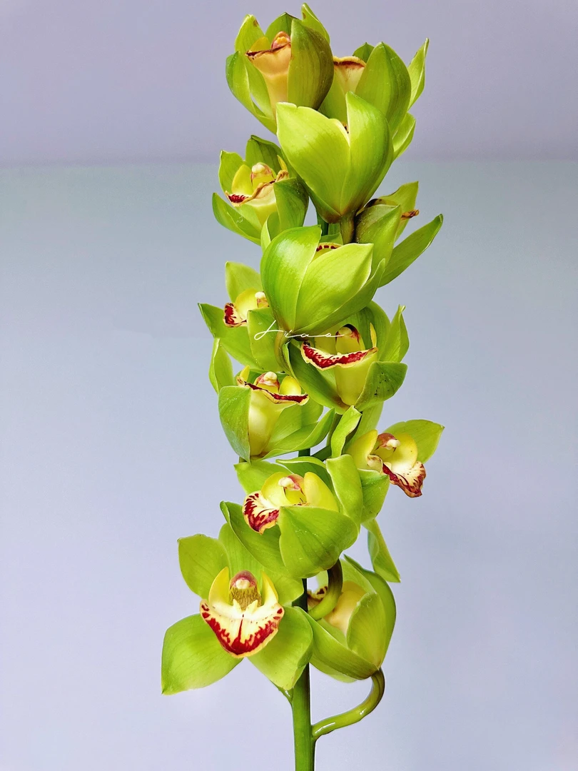 玉观音大花惠兰绿色鲜切花鲜花水养年宵花