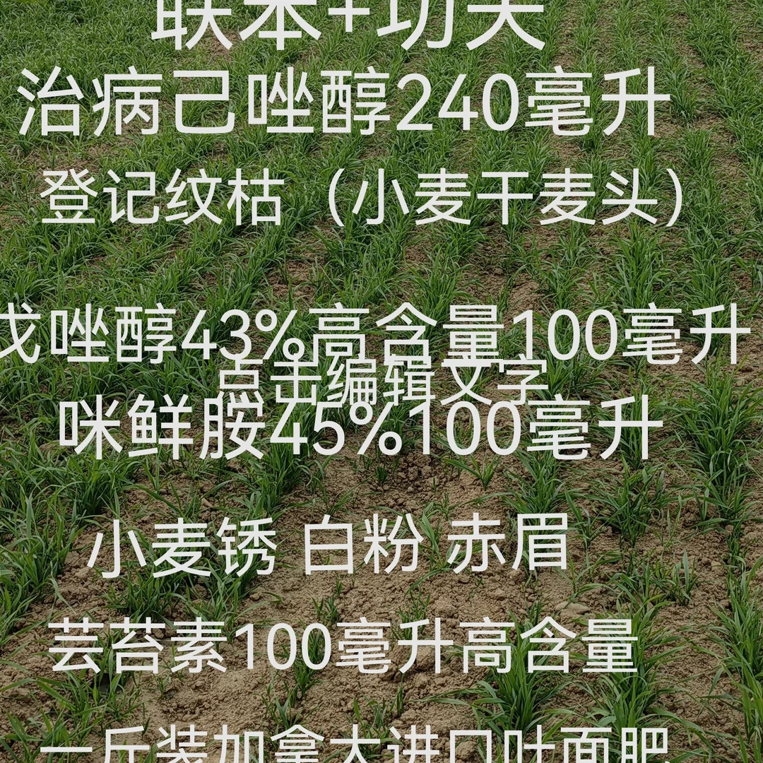 59.9（12瓶）小麦十亩地大套餐