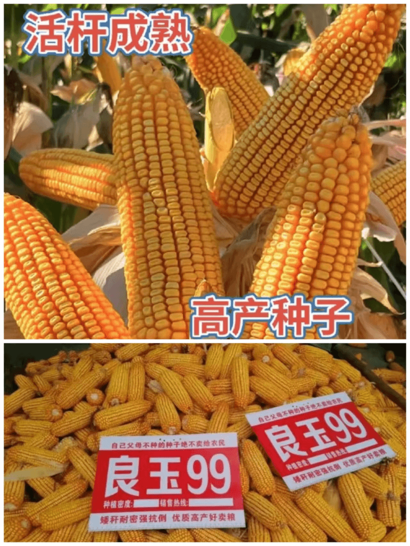 买五发六）良玉99玉米国审高产耐旱不秃尖