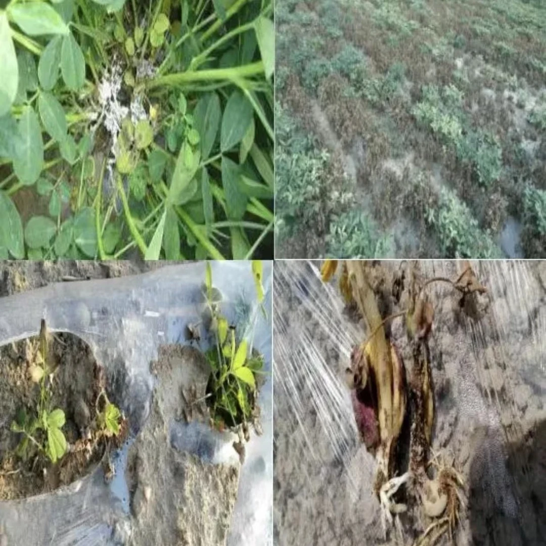 【十五】花生白娟青枯根腐消