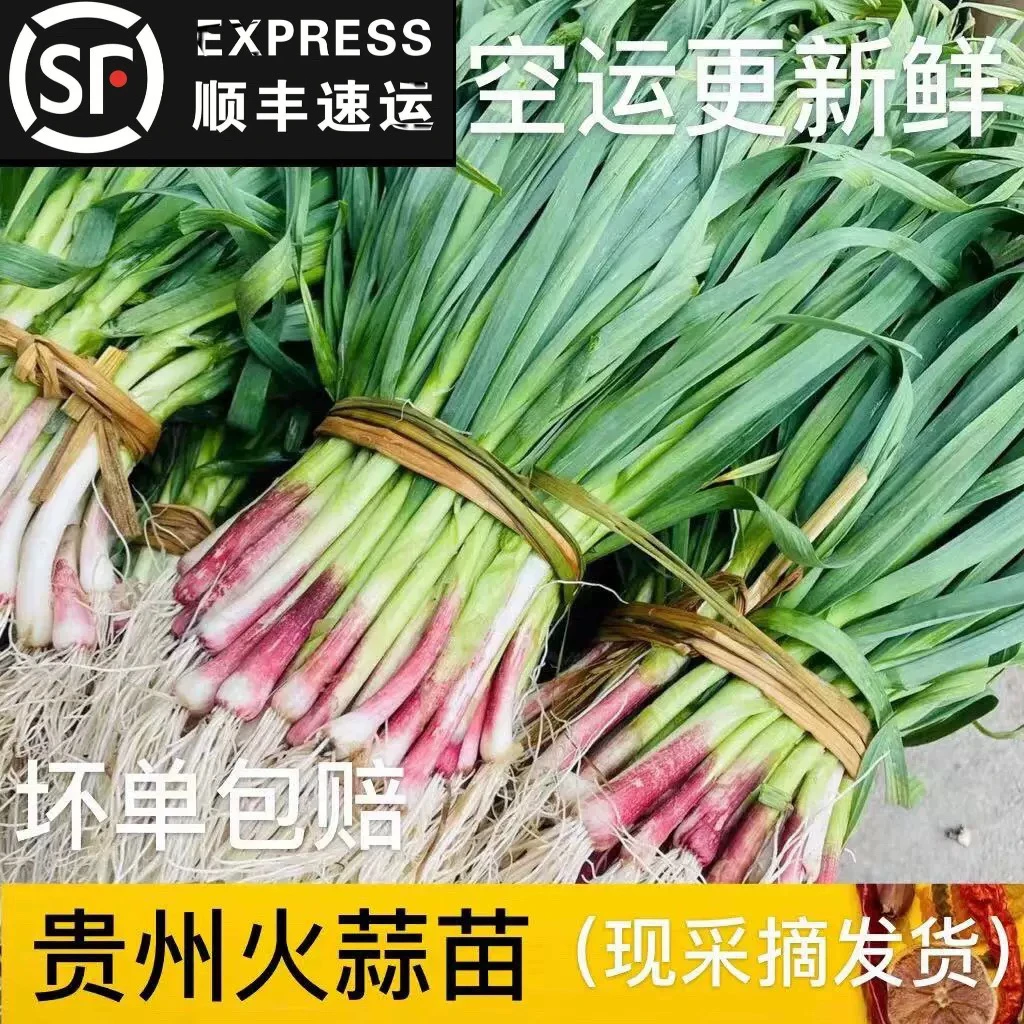 (顺丰空运)蒜苗新鲜贵州农家露天老品种大蒜苗蒜青香蒜红皮火蒜苗
