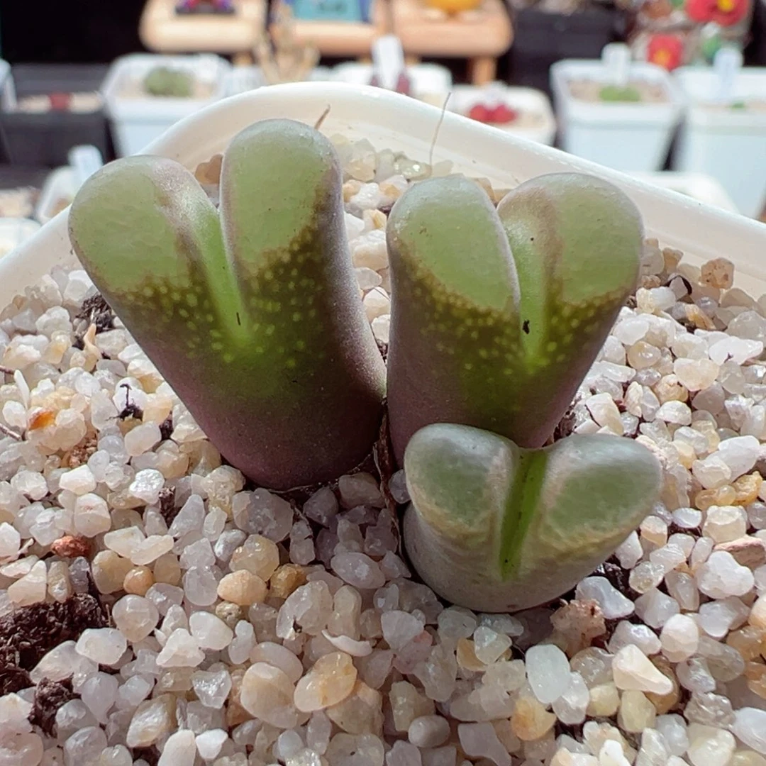 816-620.我是一只小小鸟