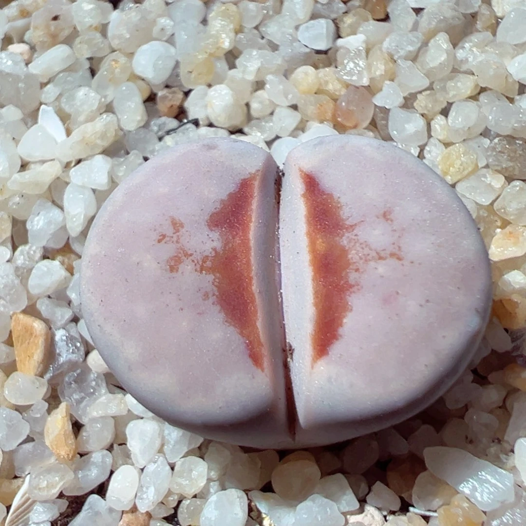 107-105.我的心都在