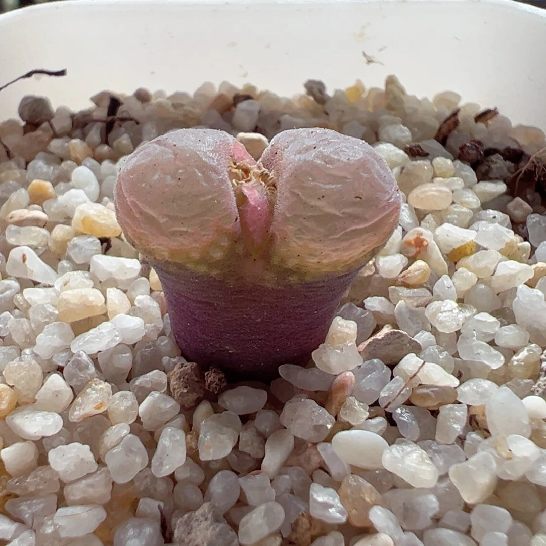 1113-503.翻窗粉粉