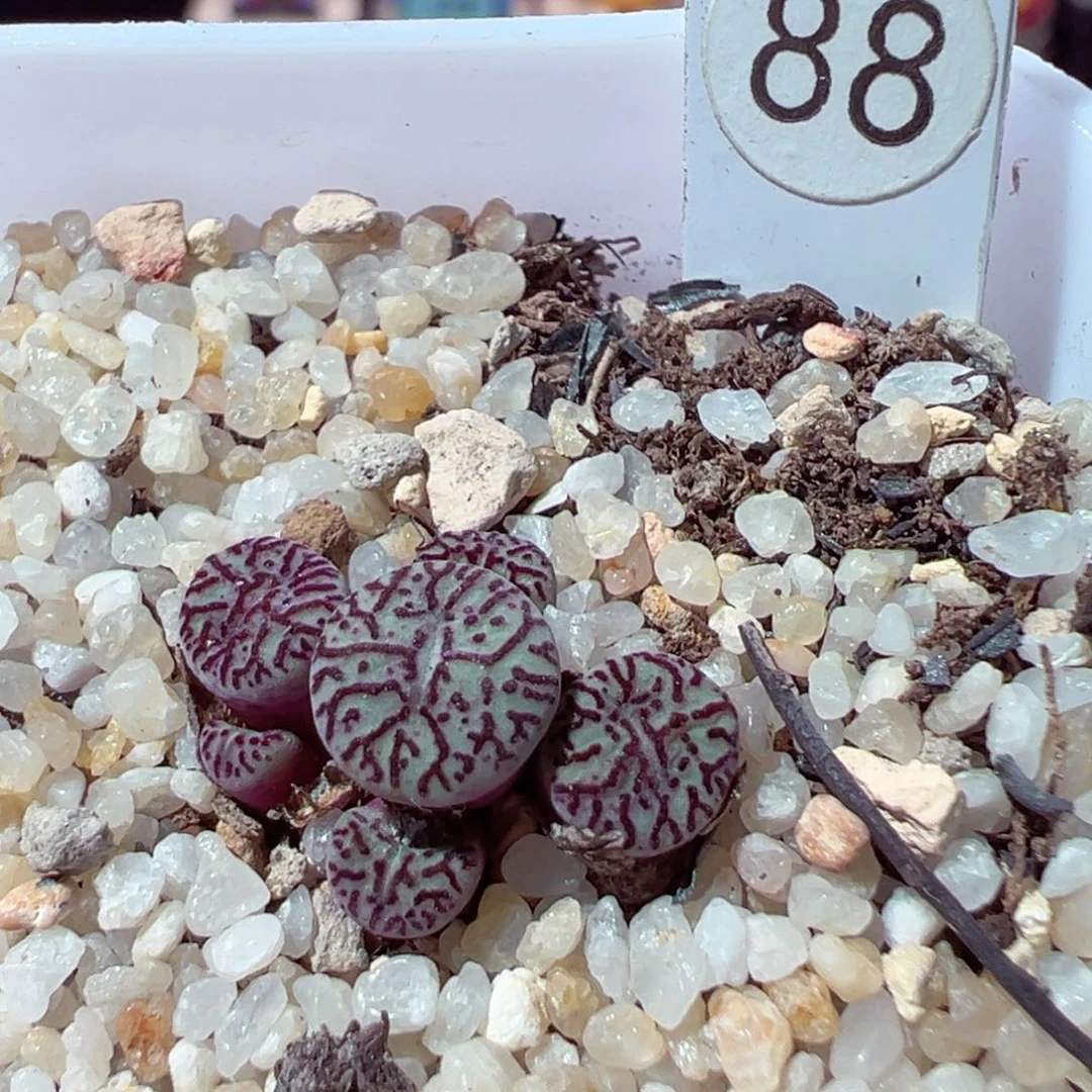小*毛816-629.我的心都