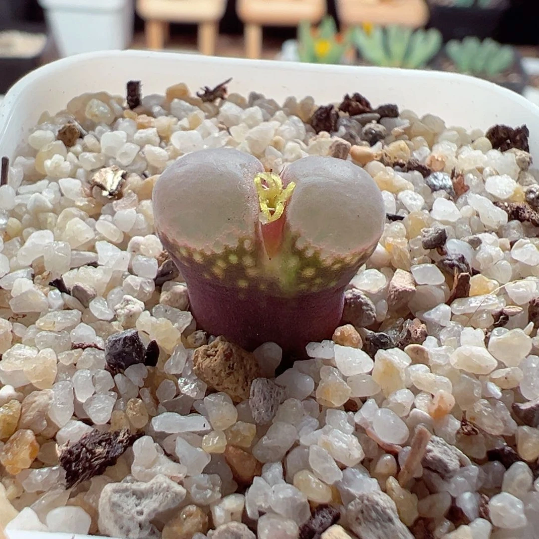 1031-583.我的心都