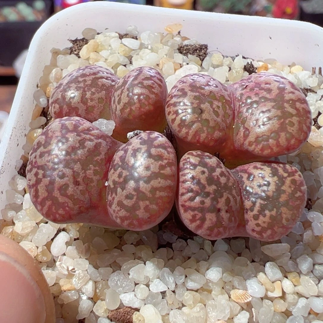 818-179.我的心都在