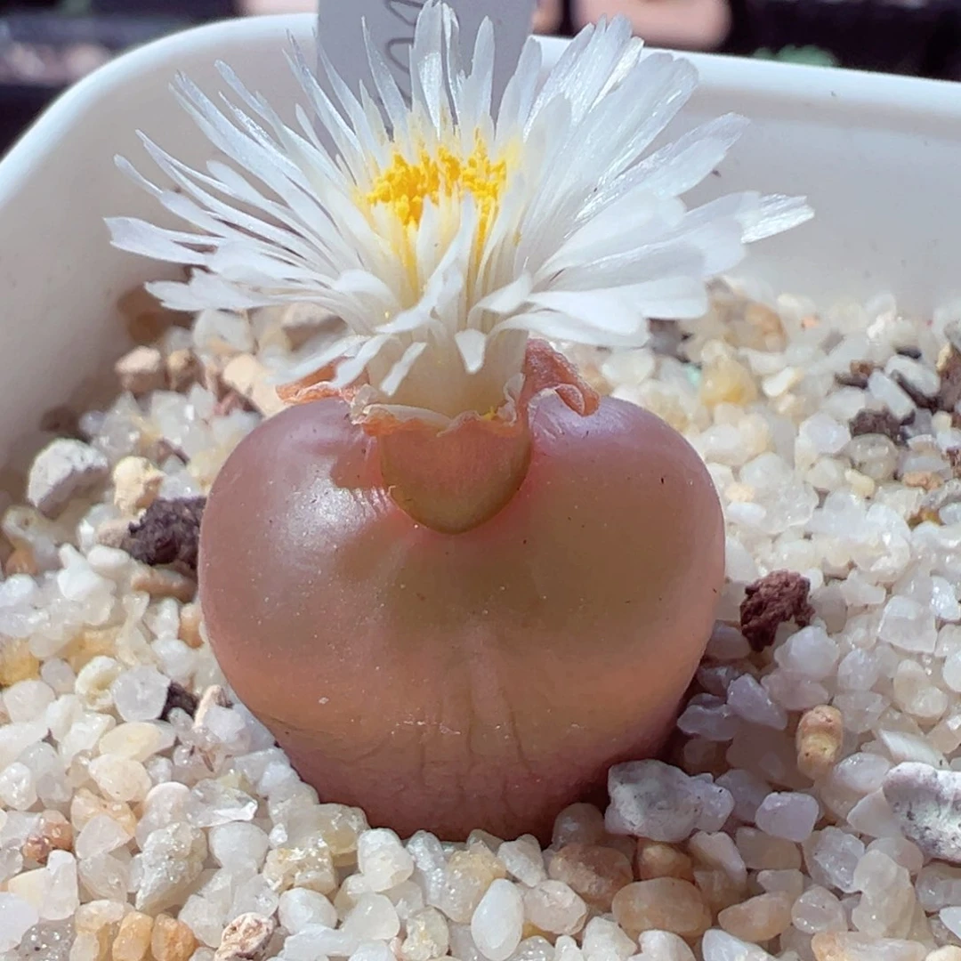 1024-280.我的心都