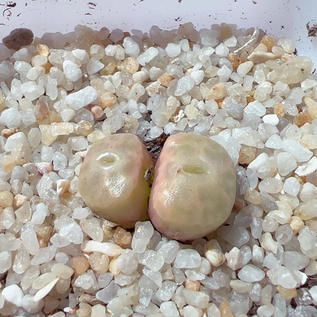 816-638.我是一只小小鸟