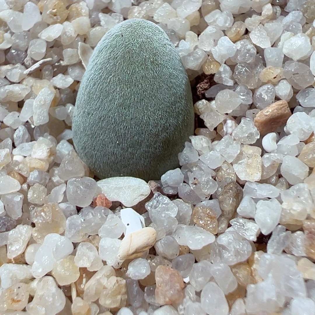 1104-264.我的心都