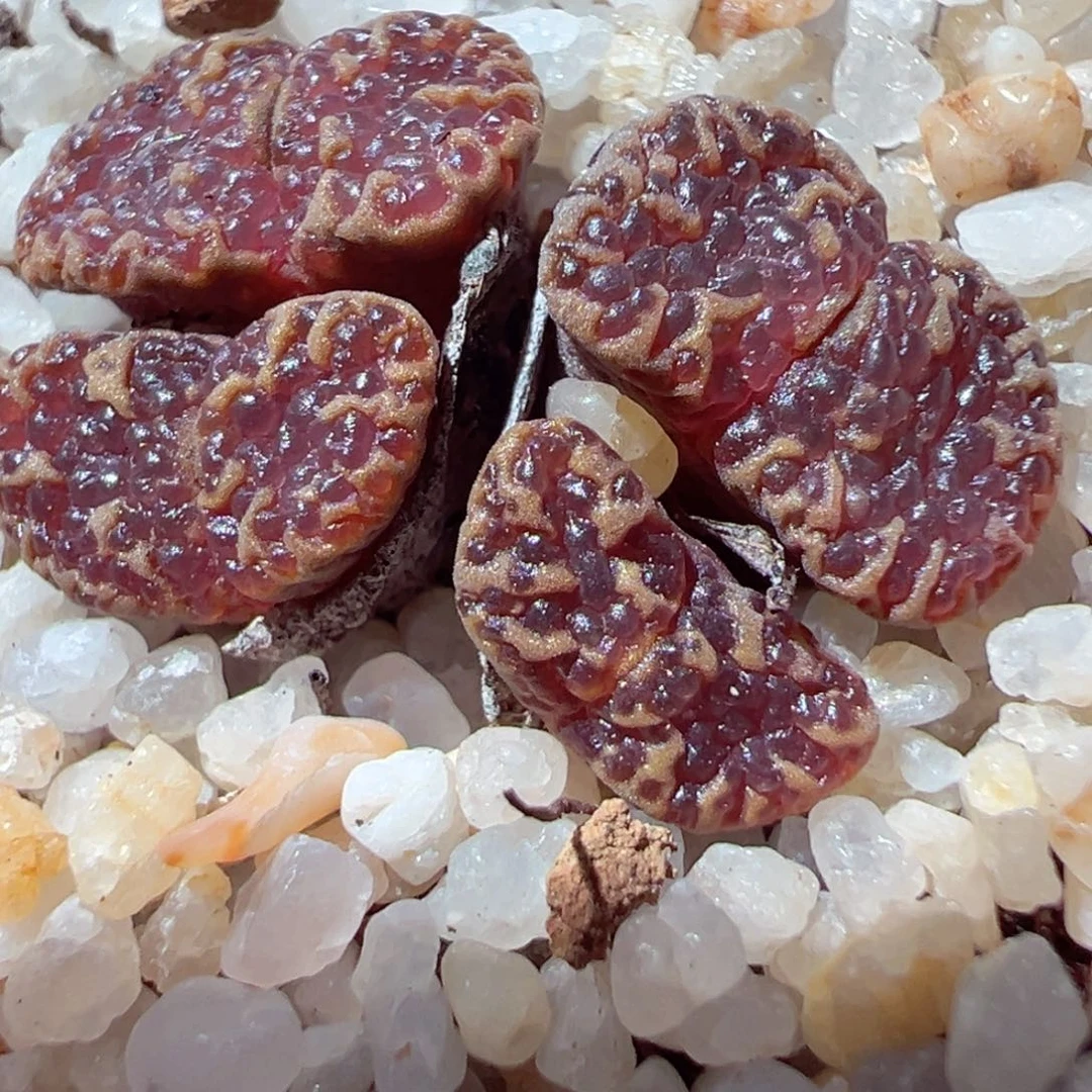 819-236.我是一只小小鸟啊