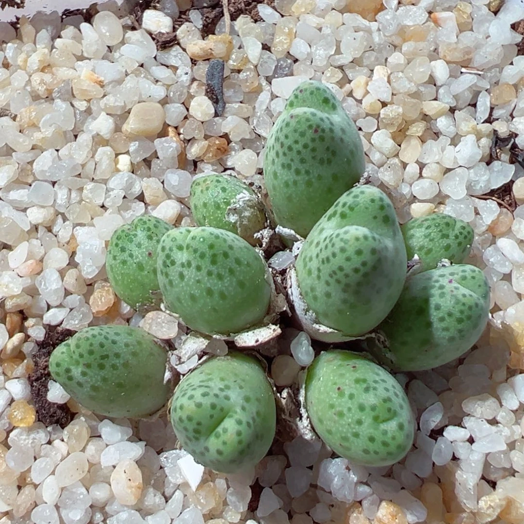 106-365.我是一只小小鸟啊