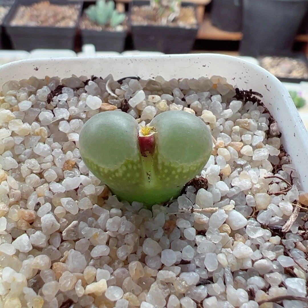 1020-189.我的心都