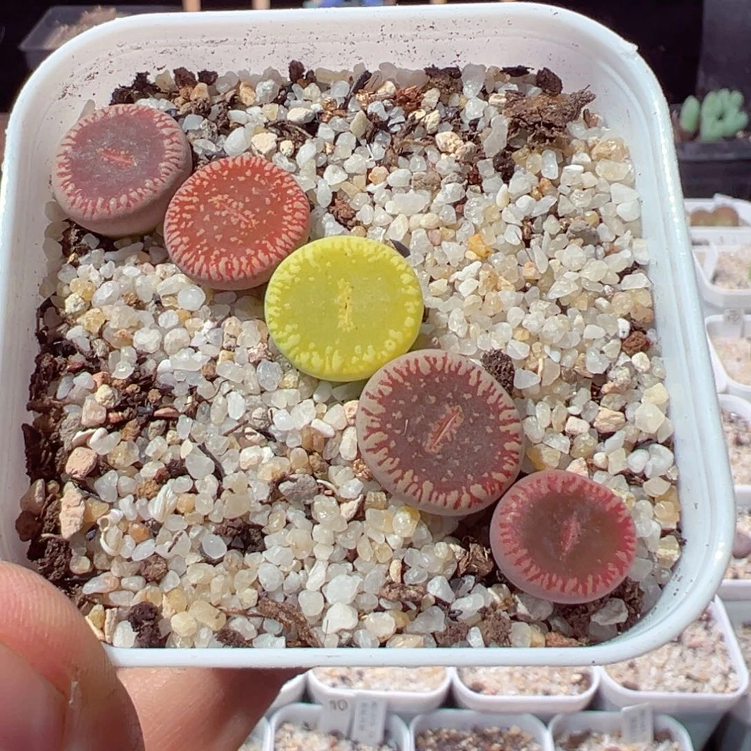 大****麻1027-179.我是一只小小鸟