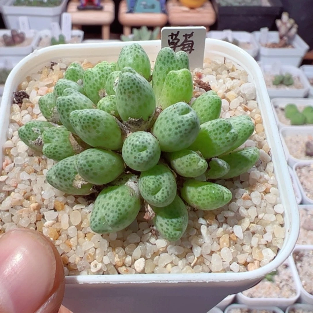 *️****927-537.我的心都是