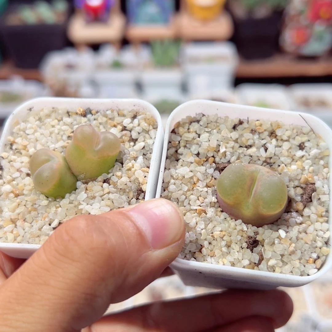 不****?819-350.我的心都