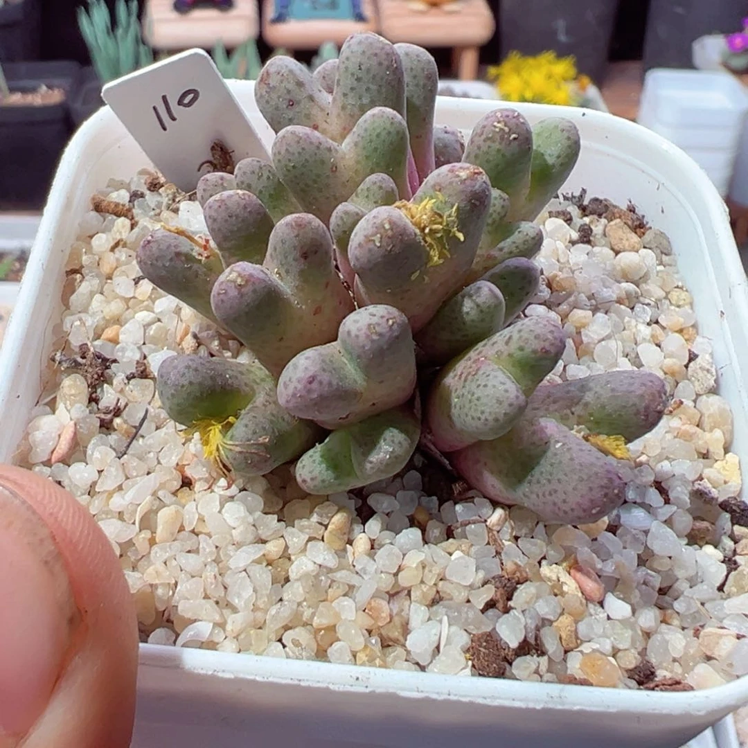 ?1017-274.我是一只小小鸟啊