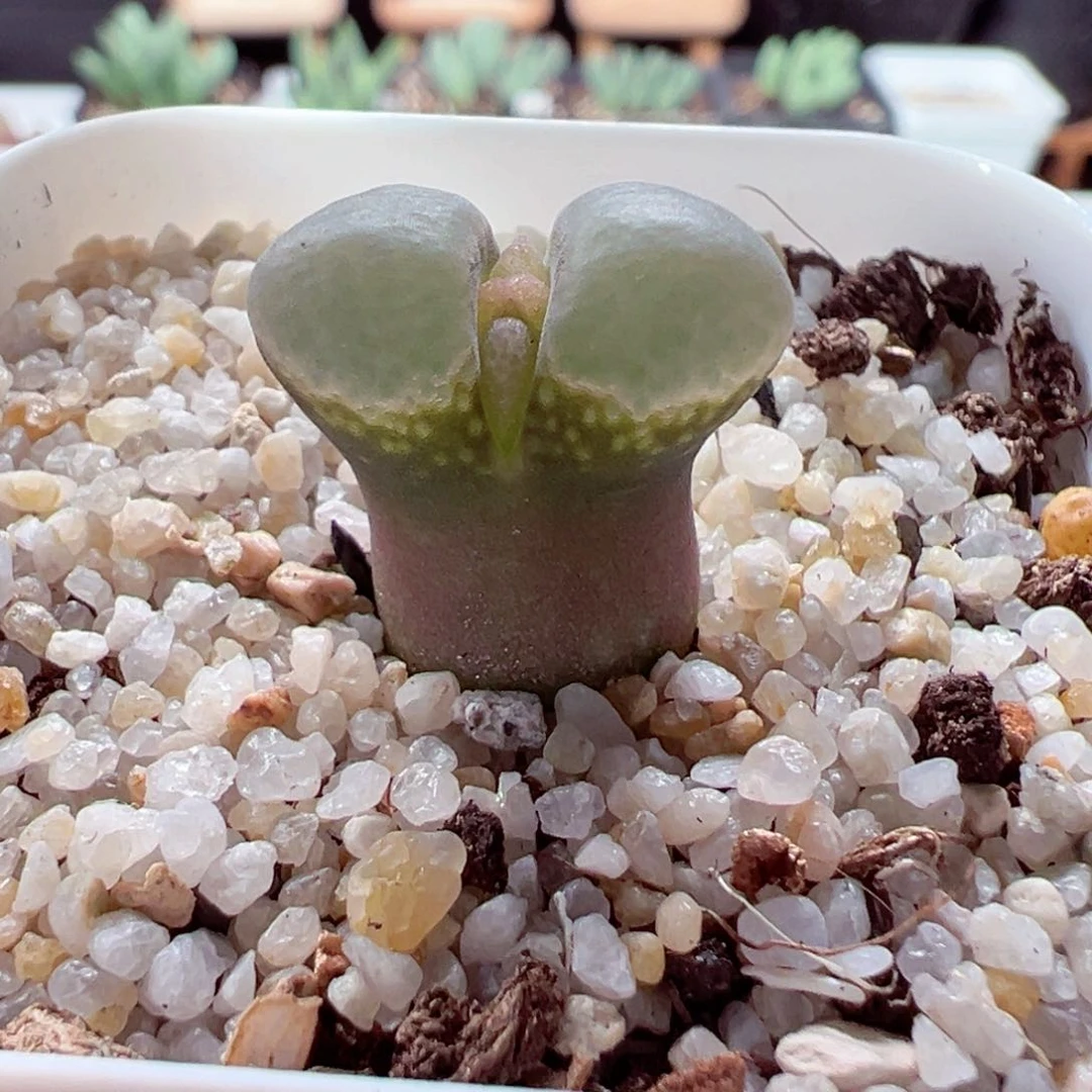 1023-131.我的心都