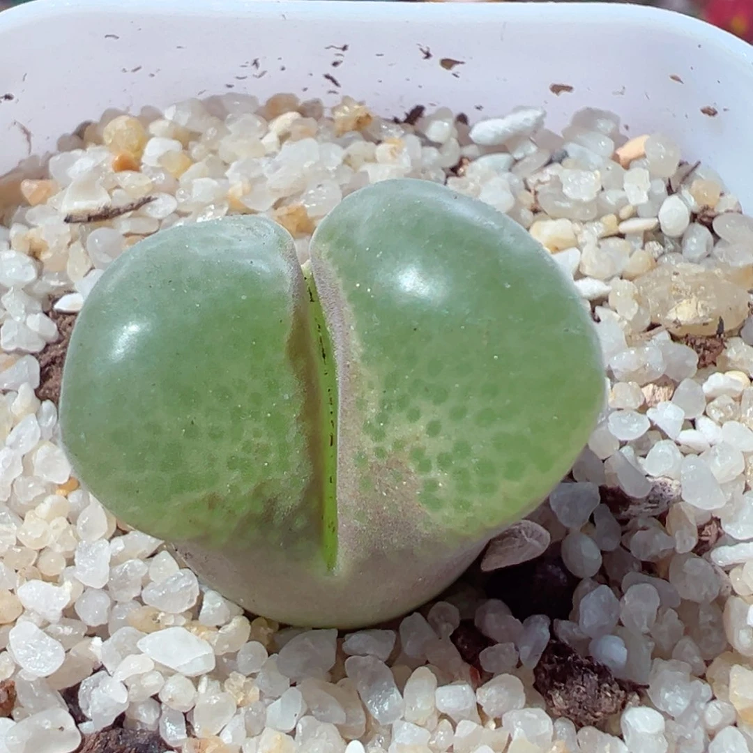 826-325.我是一只小小鸟