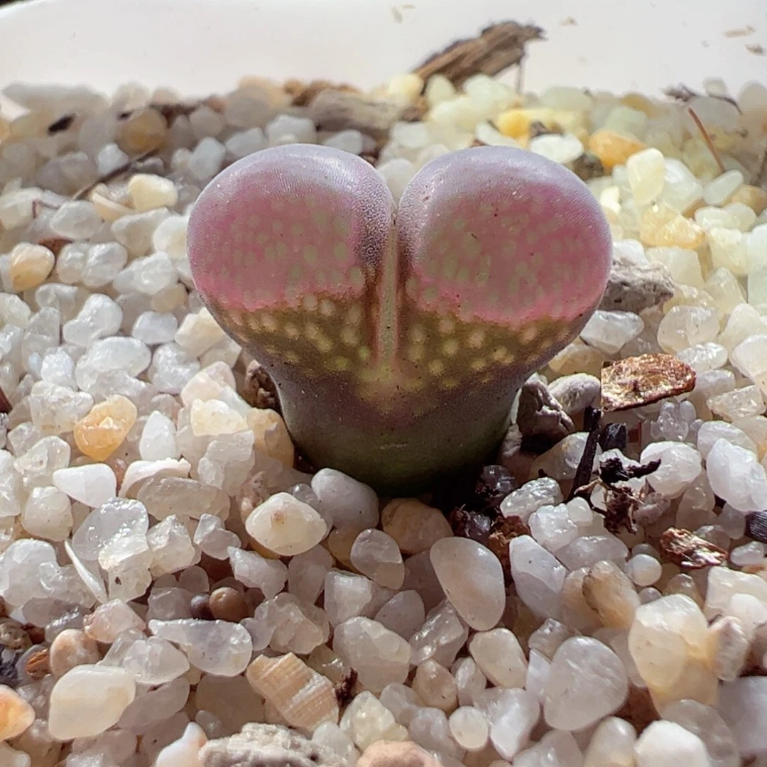 828-546.我的心都要